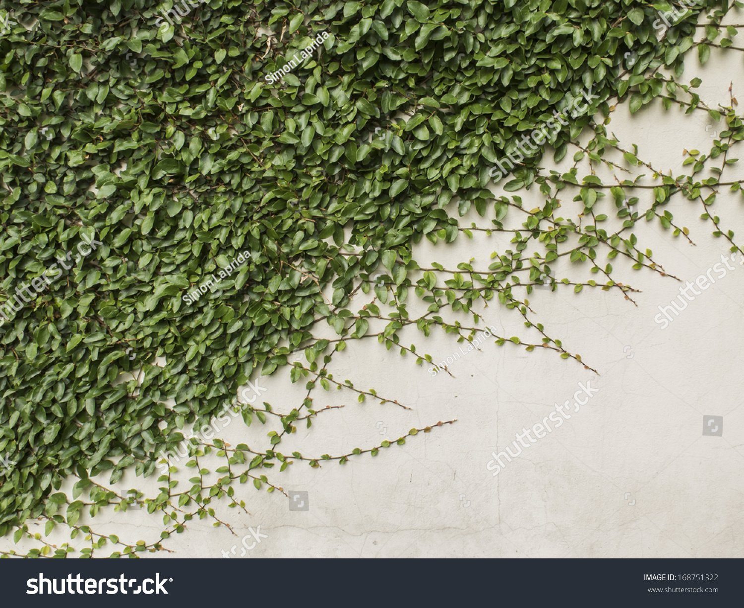 Creeping Ficus, Plant That Covers Walls On Outdoor Places, Exterior ...