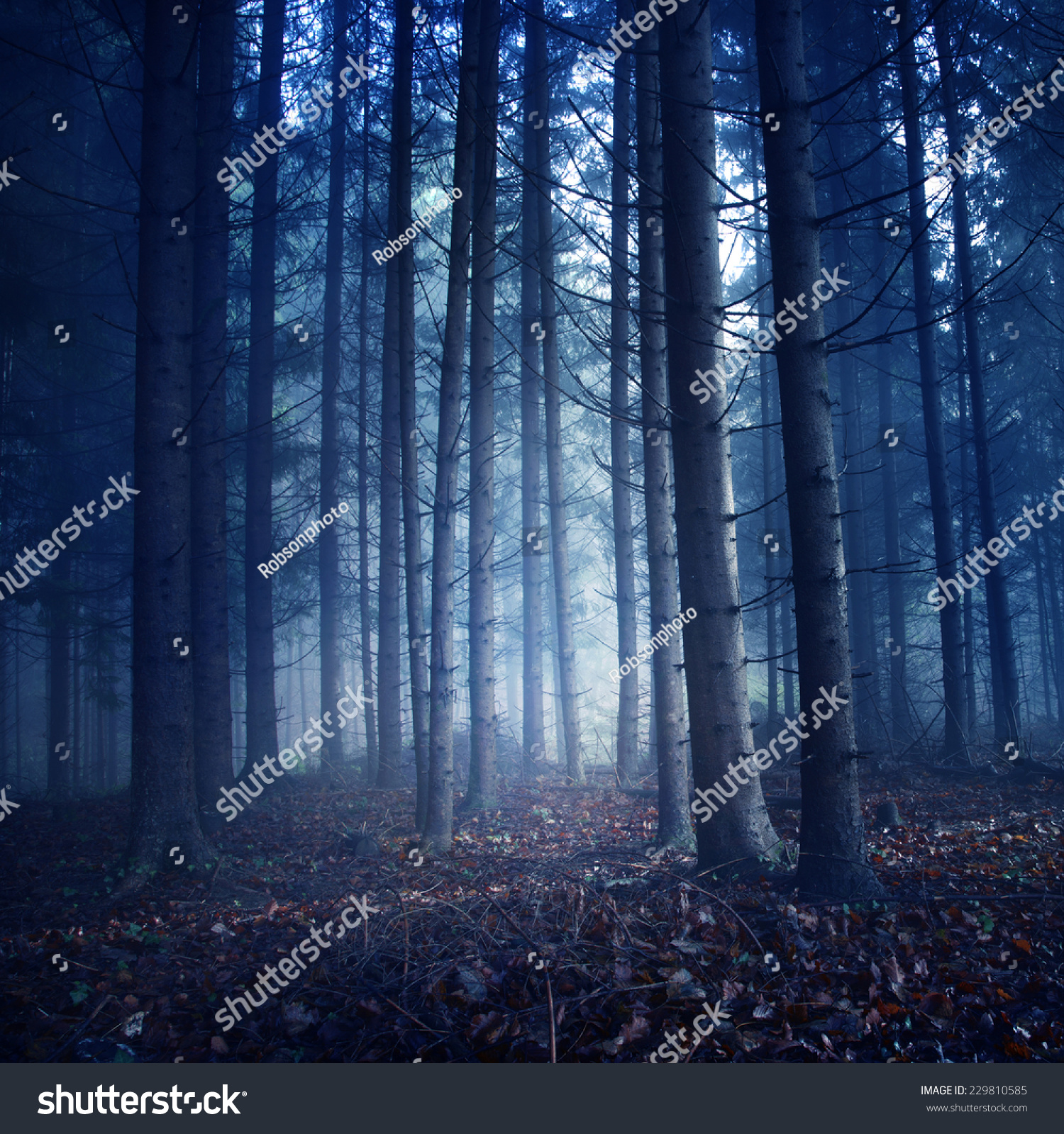 Creepy Dark Blue Saturated Vintage Forest Stock Photo 229810585 ...