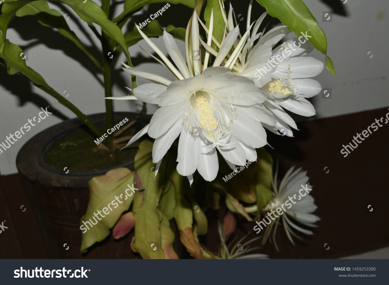 Crenate Orchid Cactus Flower That Blooms Nature Stock Image 1459253390,How Long Should My Curtains Be For 10 Foot Ceilings