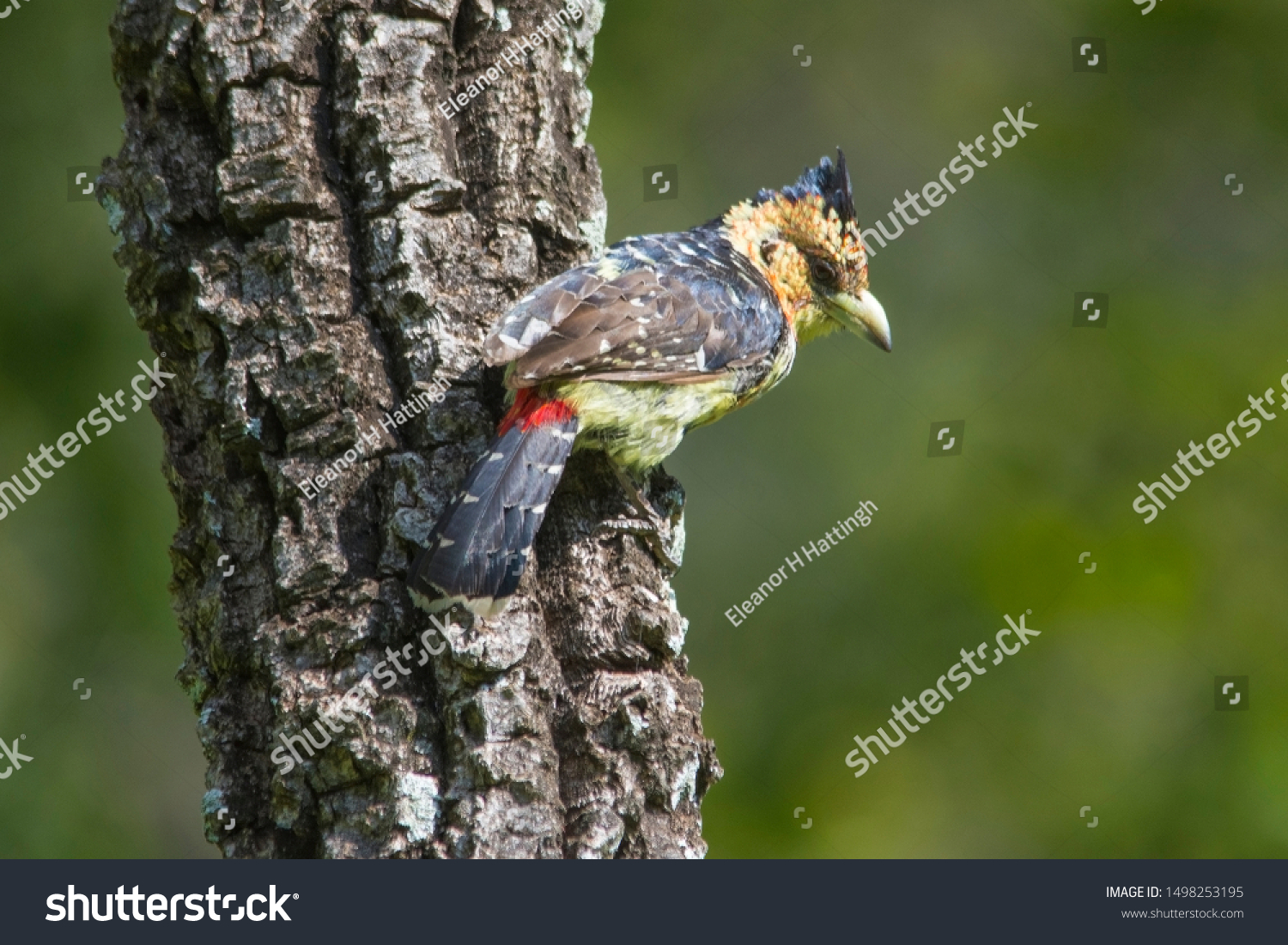 Valiant body showing from chick