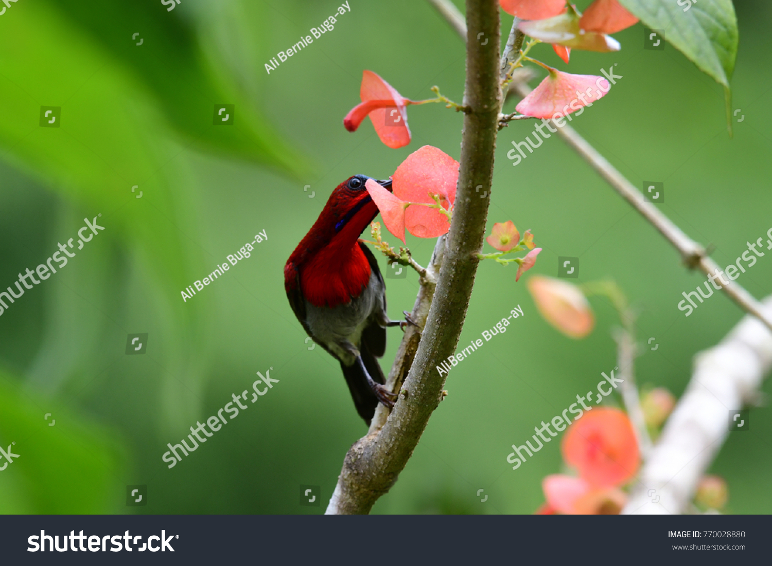 Crimson Sunbird One Most Beautiful Sunbirds Stock Photo 770028880 ...