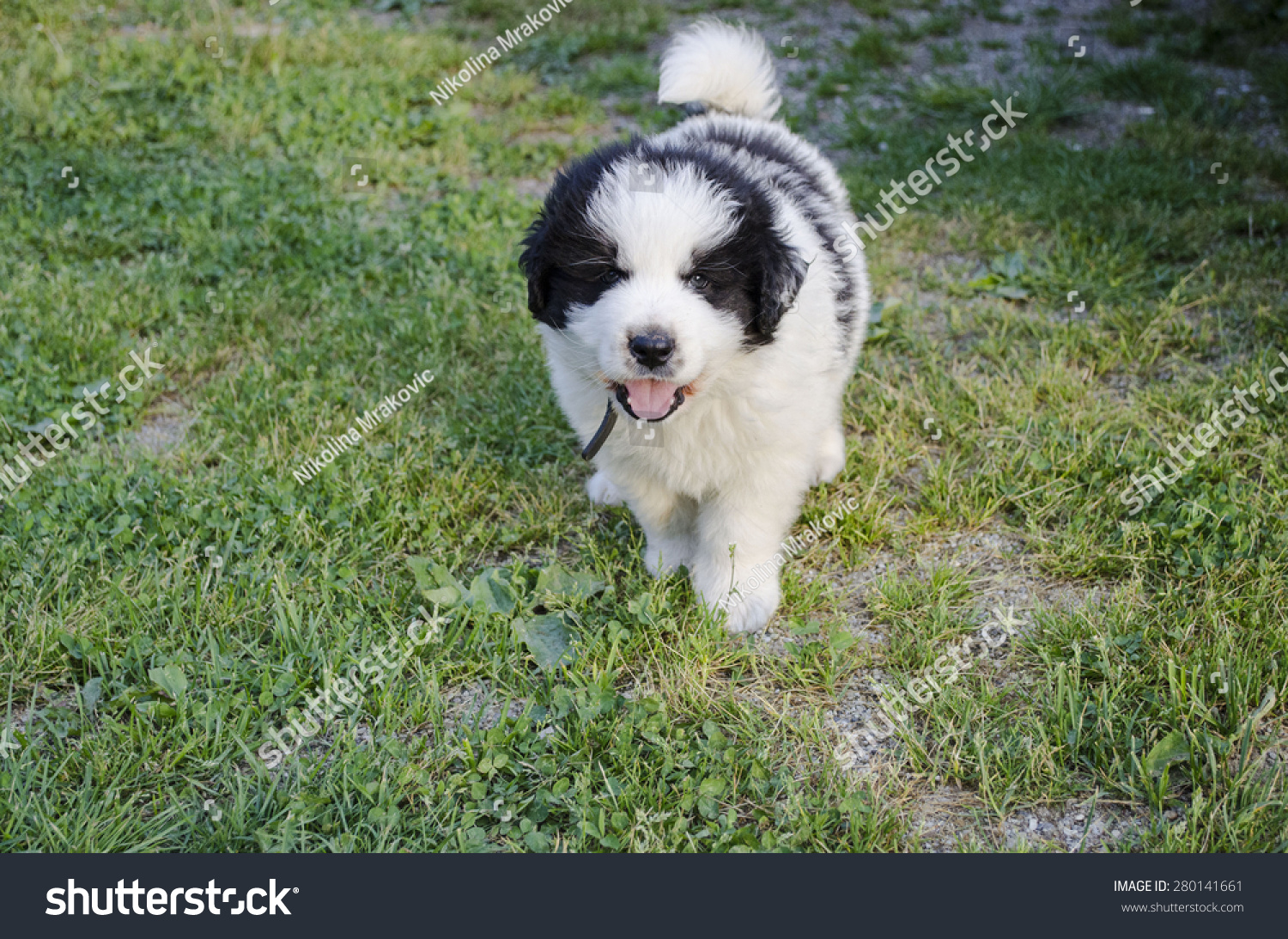 Croatian Shepherd Dog Puppy Tornjak Animals Wildlife Stock Image 280141661