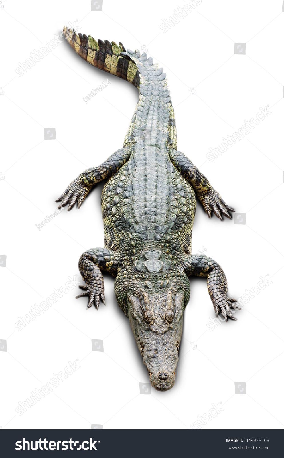 Crocodile On The White Background Stock Photo 449973163 : Shutterstock