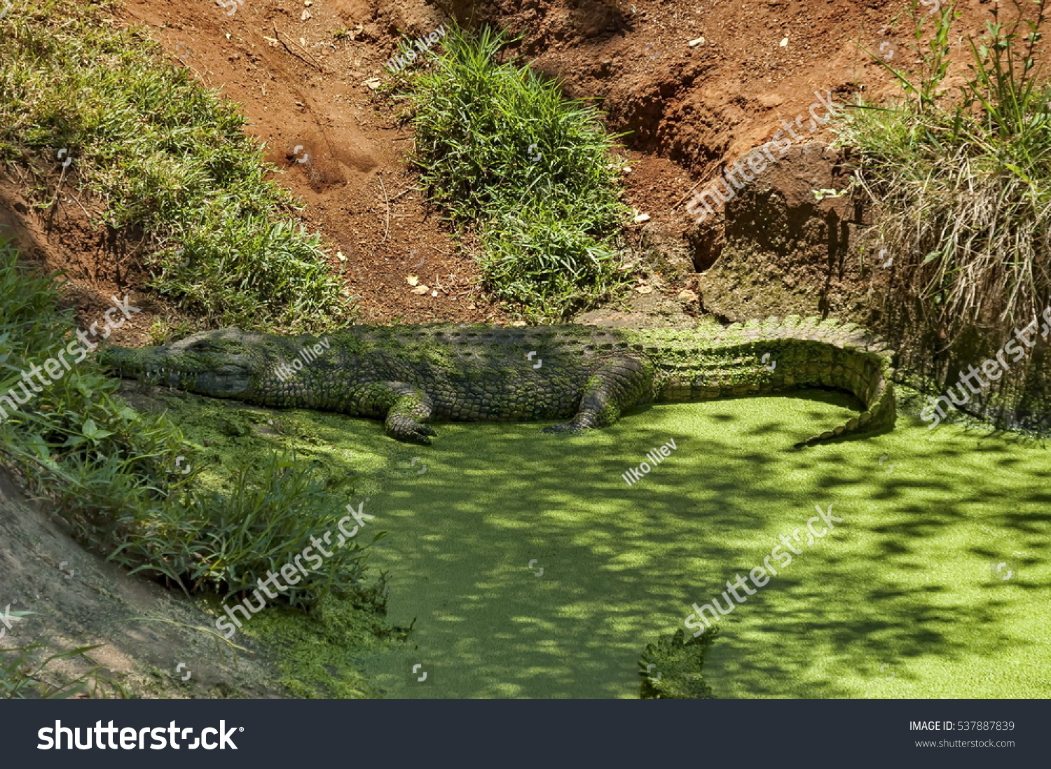 Crocodile Rest Grass Kwena Gardens Sun Stock Photo Edit Now