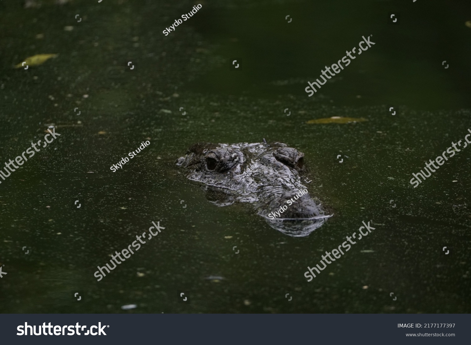 155 Watercolor crocodile Stock Photos, Images & Photography | Shutterstock