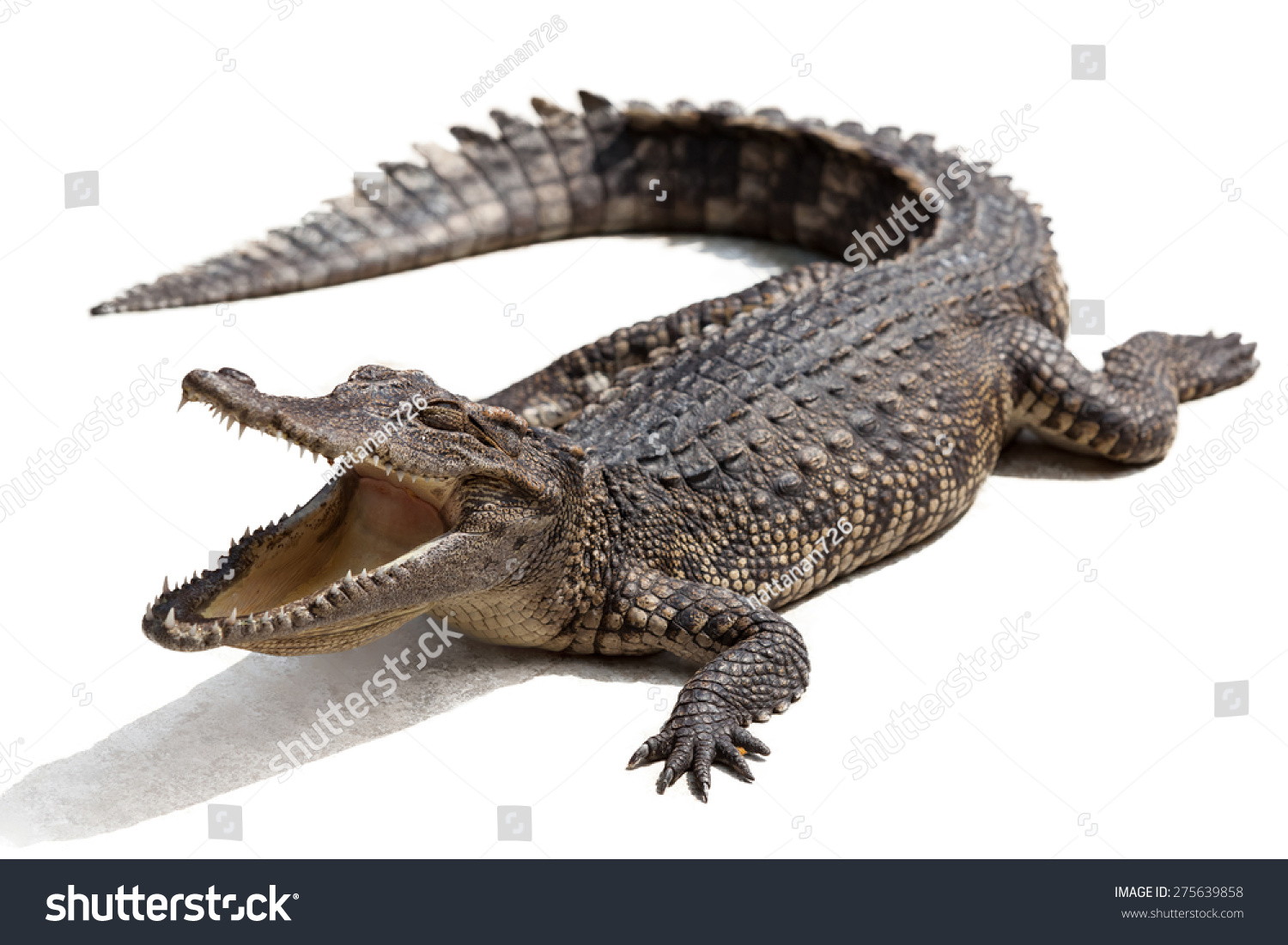 https://image.shutterstock.com/z/stock-photo-crocodile-with-open-mouth-on-white-background-275639858.jpg