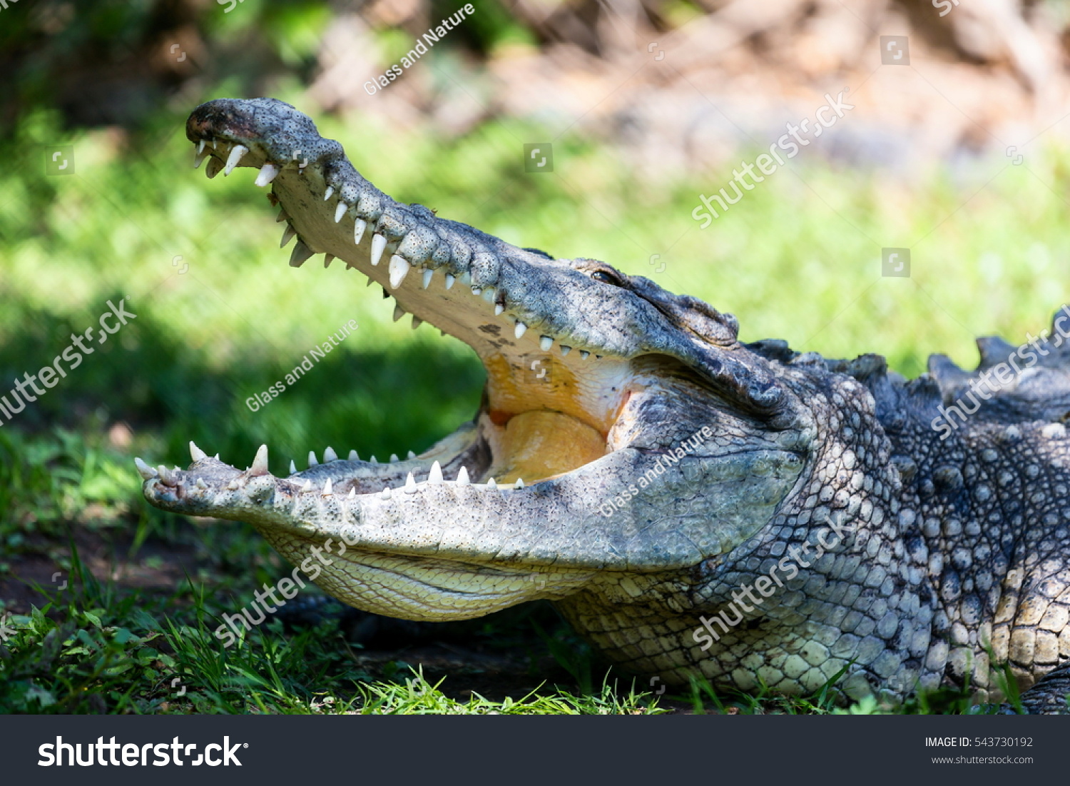 Glass Crocodile Large