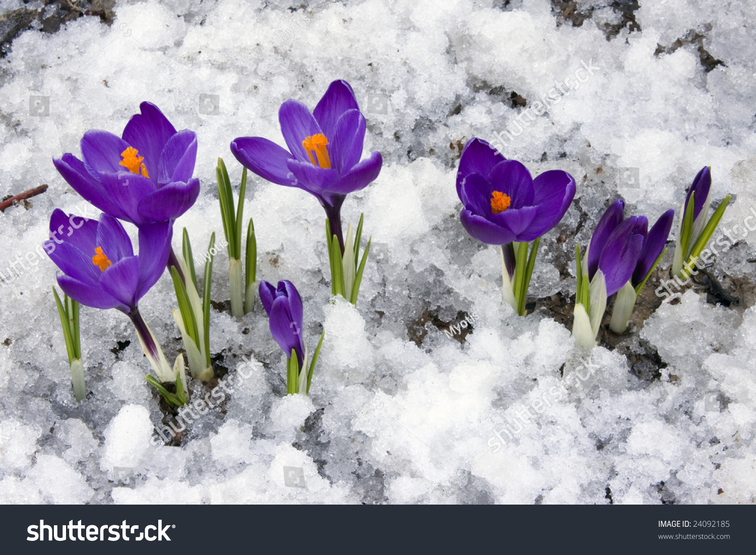 Crocus Flowers Blooming Through Melting Snow Stock Photo ...