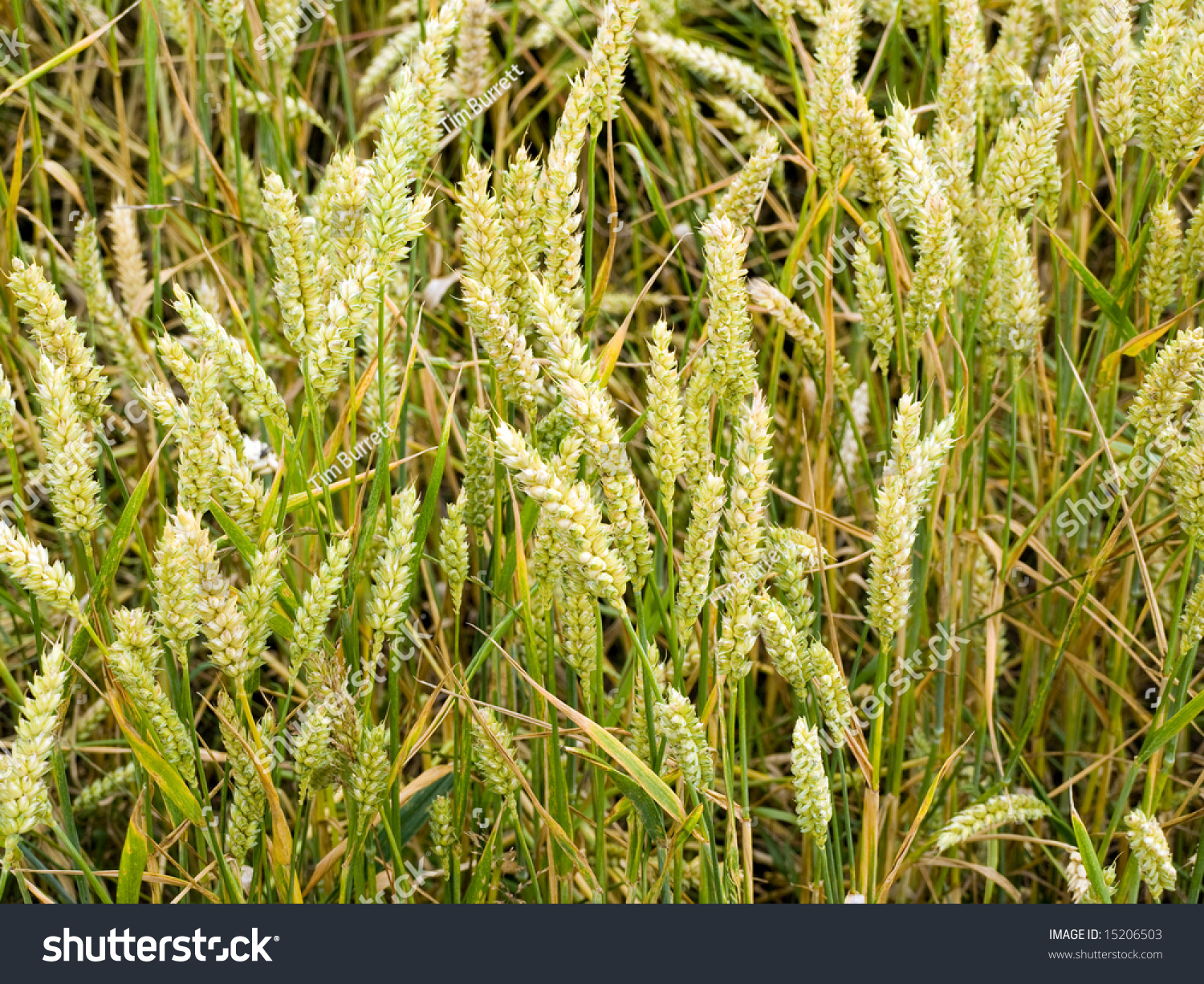 Crop Background Stock Photo 15206503 | Shutterstock
