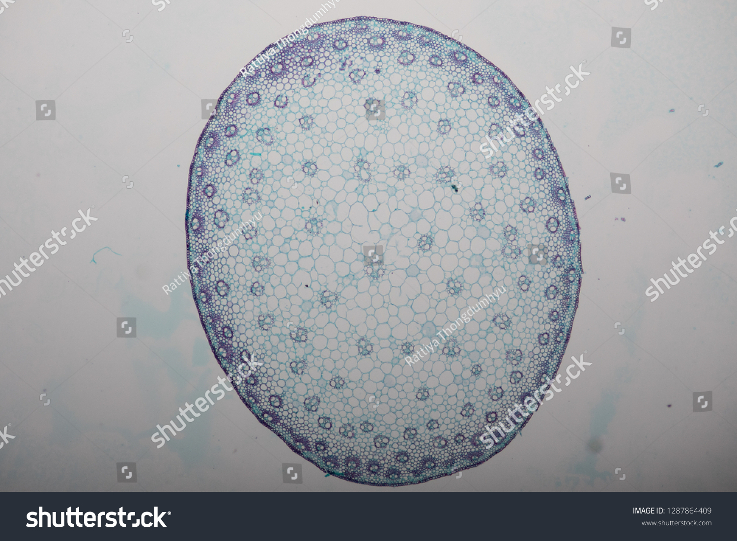 Crosssection Dicot Monocot Root Plant Stem Stock Photo 1287864409 ...