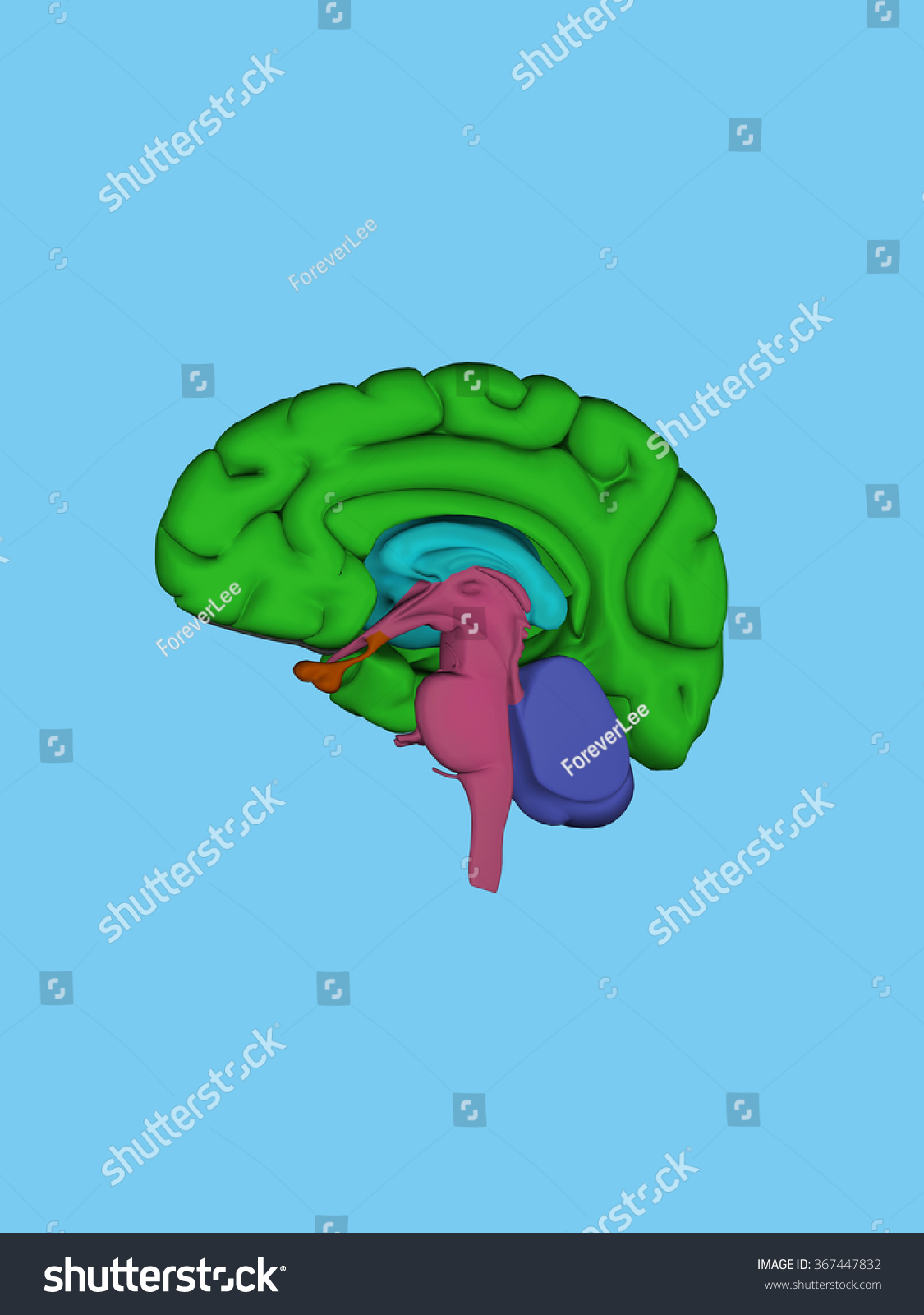 Cross Section Human Brain Color Diagram Stock Illustration 367447832 ...