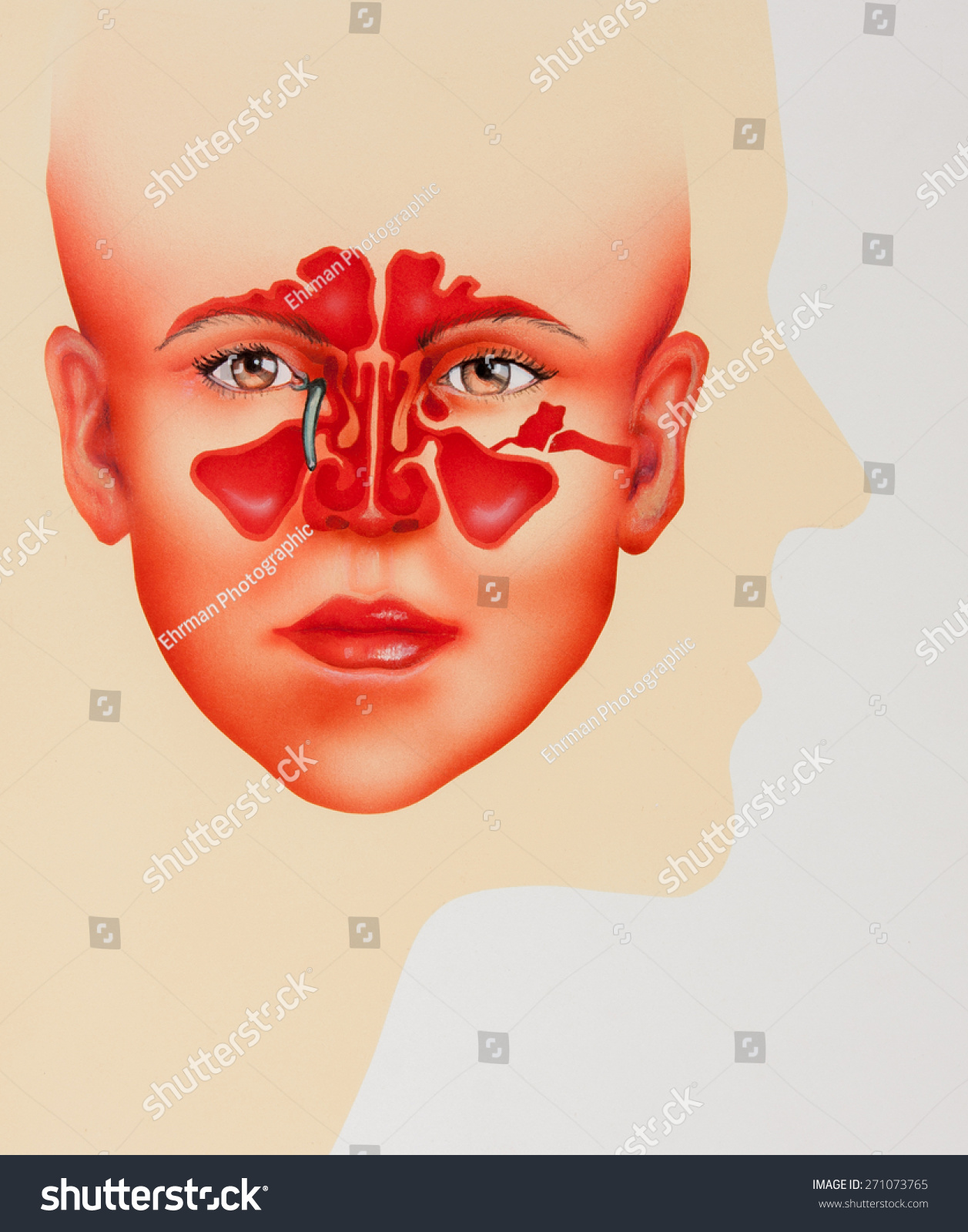 Nose Sinuses Anatomical Vector Illustration Cross Section Stock Vector ...