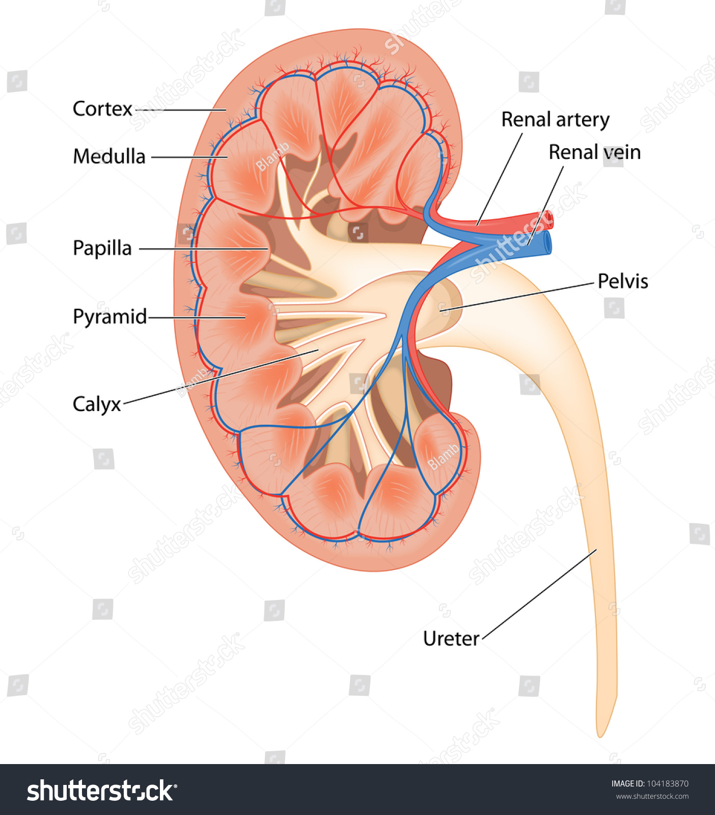 What function does a calyx perform in the kidneys?