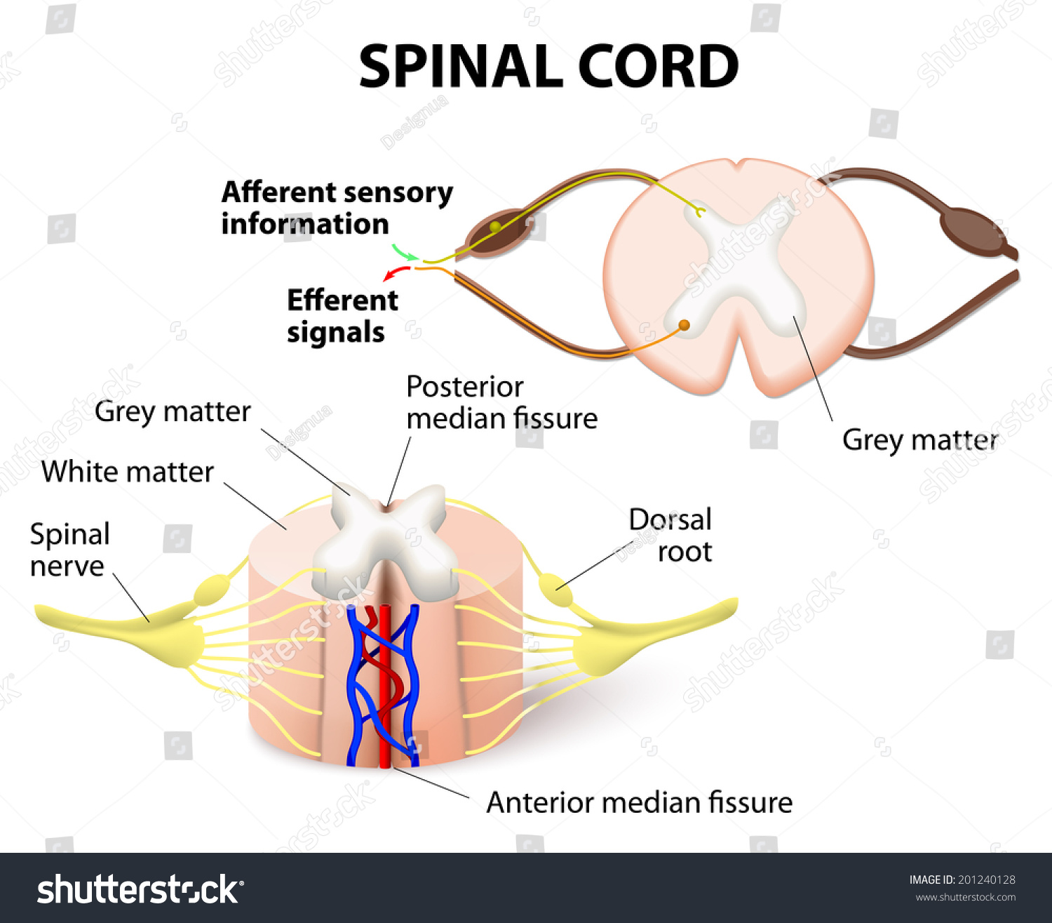 Crosssection Spinal Cord Central Nervous System Stock Illustration