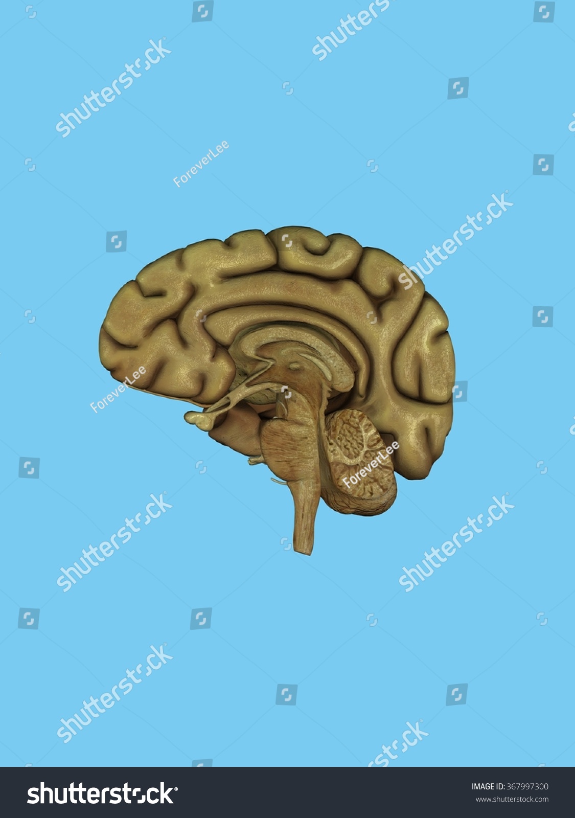 Cross Section Of The Human Brain Featuring The Cerebellum, Cerebrum And ...