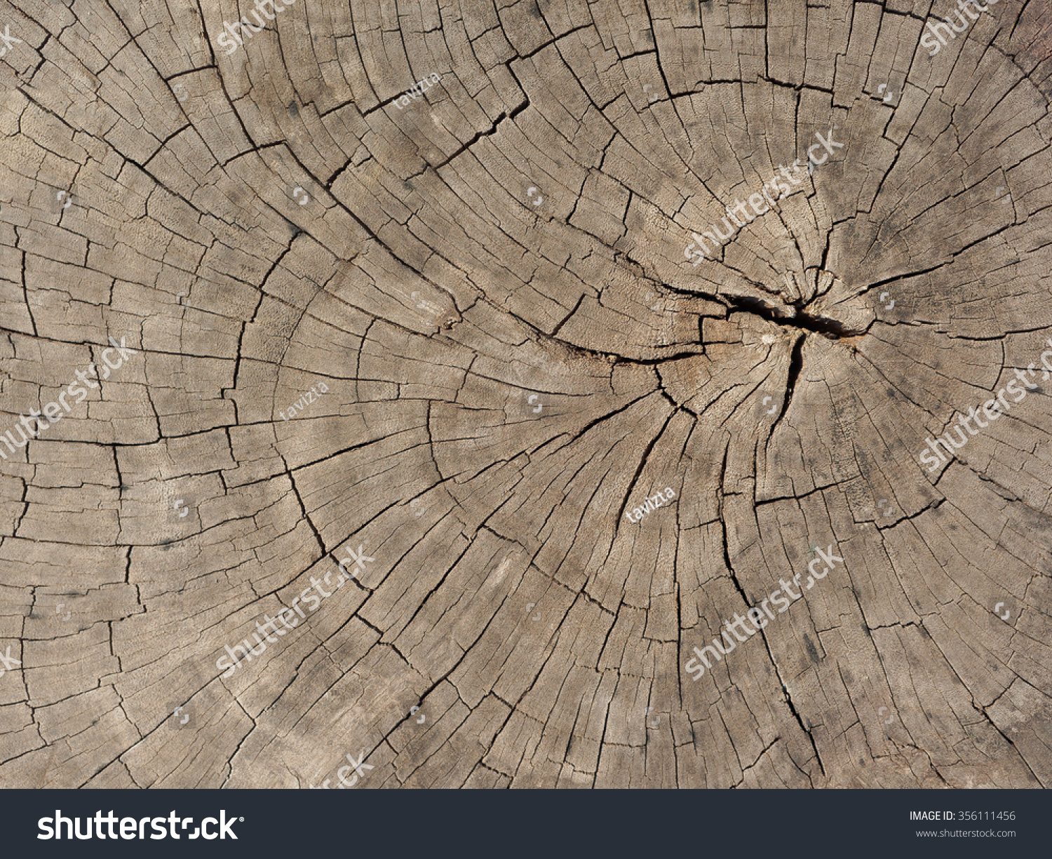 Cross Section Tree Stock Photo 356111456 | Shutterstock