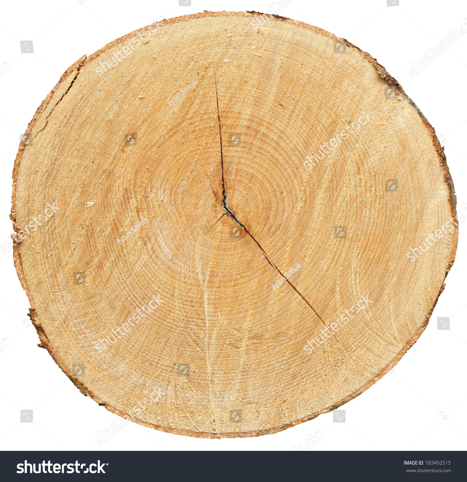 Cross Section Of Tree Trunk Isolated On White Background With Clipping ...