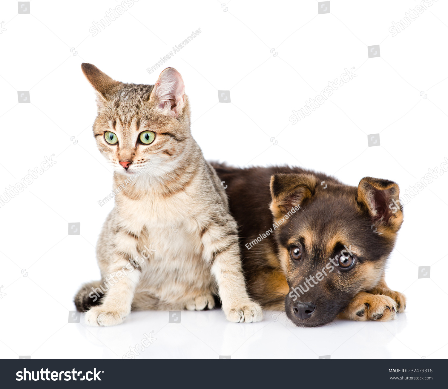 Crossbreed Dog And Cat Together. Isolated On White Background Stock ...