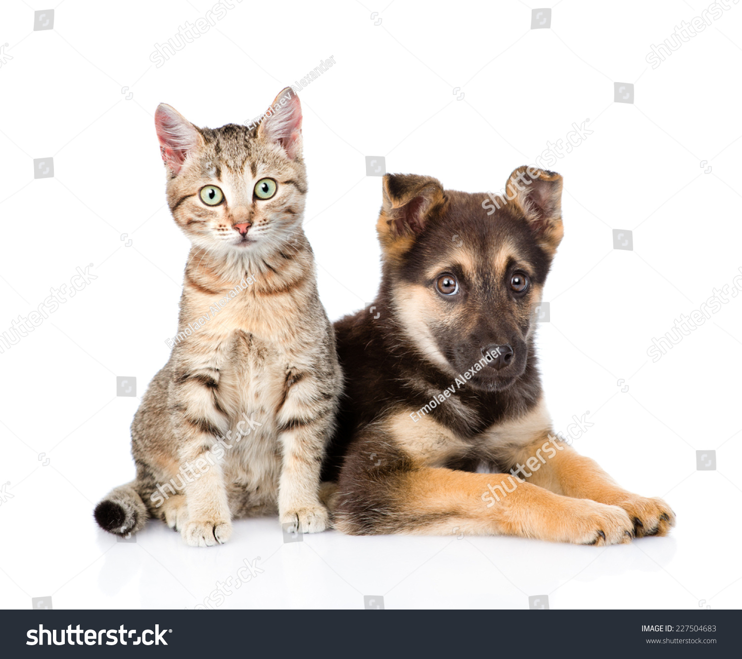 Crossbreed Dog And Tabby Kitten Looking At Camera. Isolated On White ...