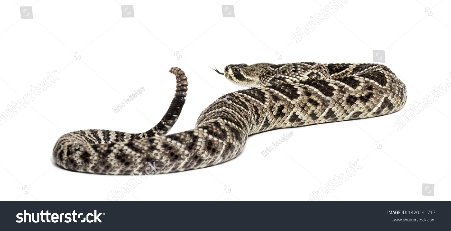 Crotalus Atrox Western Diamondback Rattlesnake Texas Stock Photo ...