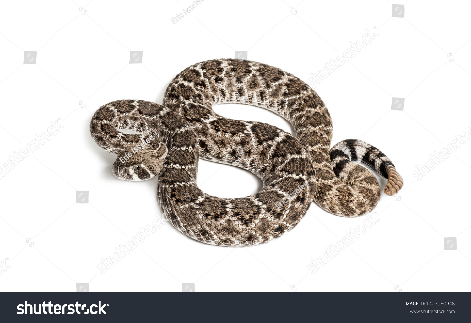 Crotalus Atrox Western Diamondback Rattlesnake Texas Stock Photo ...