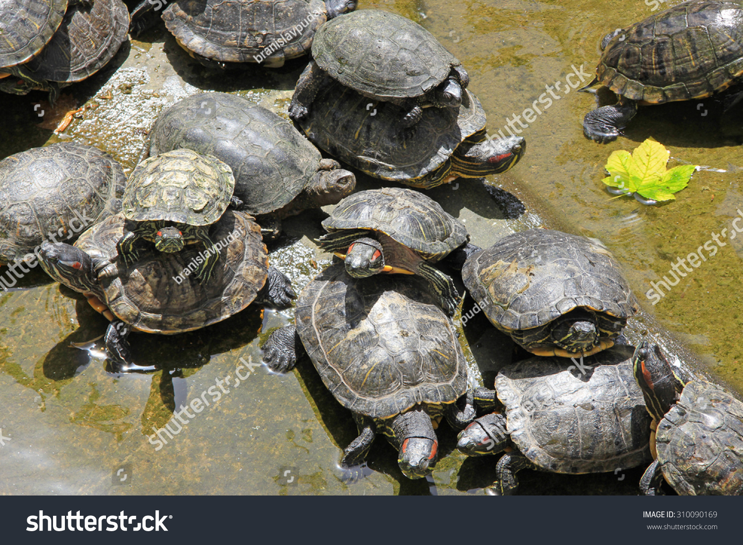 401 Crowd Turtles Images, Stock Photos & Vectors 