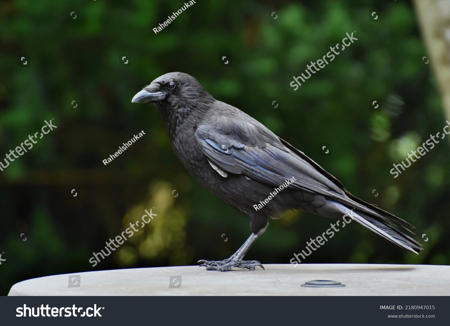 Crows Black Birds Known Their Intelligence Stock Photo 2180947015 ...