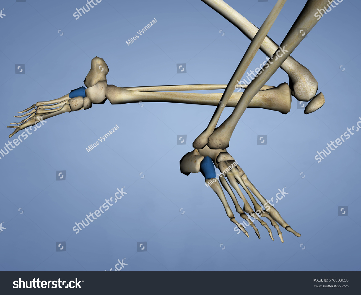 Cuboid Bone 3d Model Stock Illustration 676808650