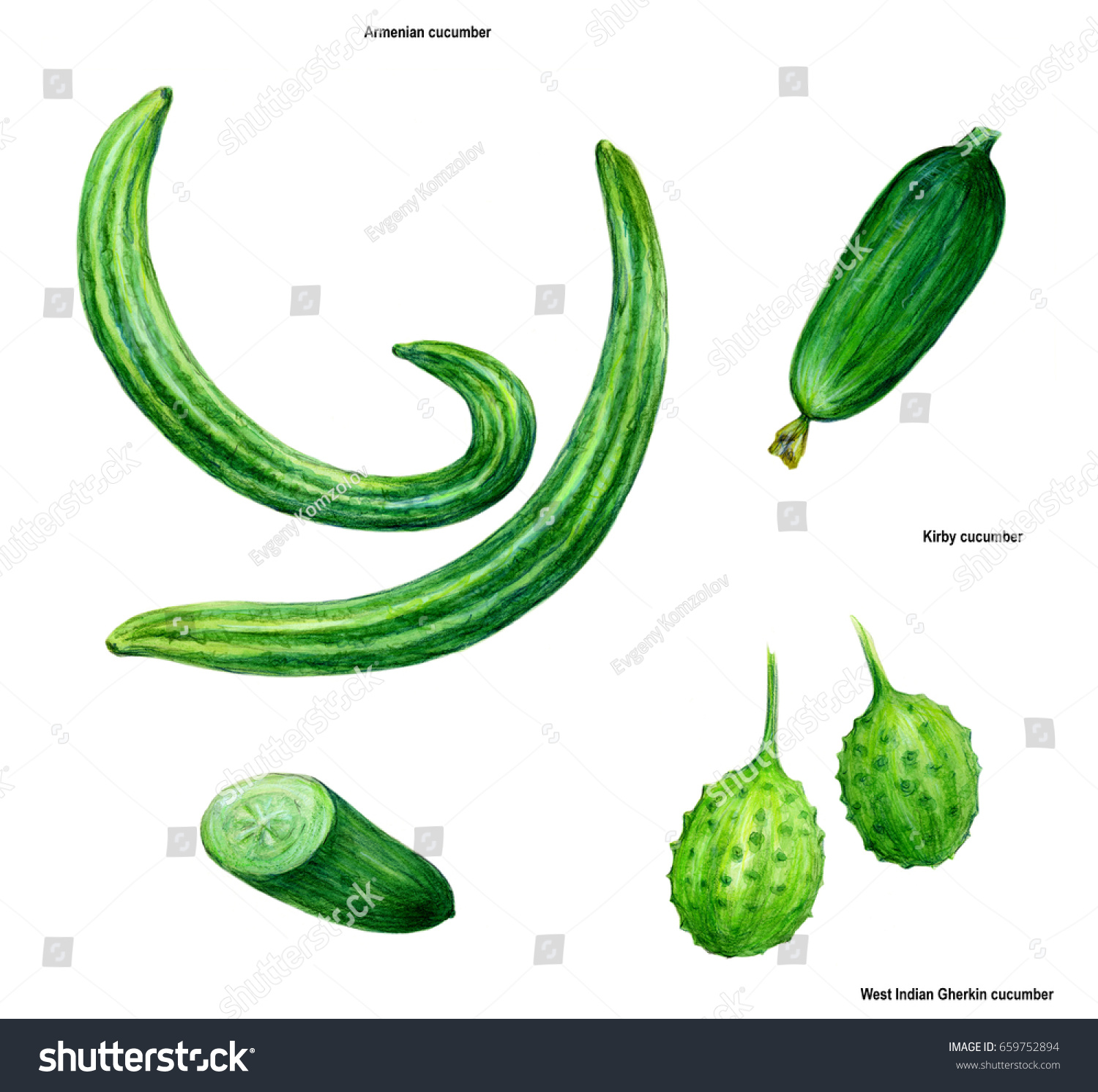 Cucumber Drawing Picture Color Stock Illustration 659752894 ... for Drawing Cucumber
45gtk Cucumber Drawing Picture Color Stock Illustration 659752894 ... for Drawing Cucumber
45gtk