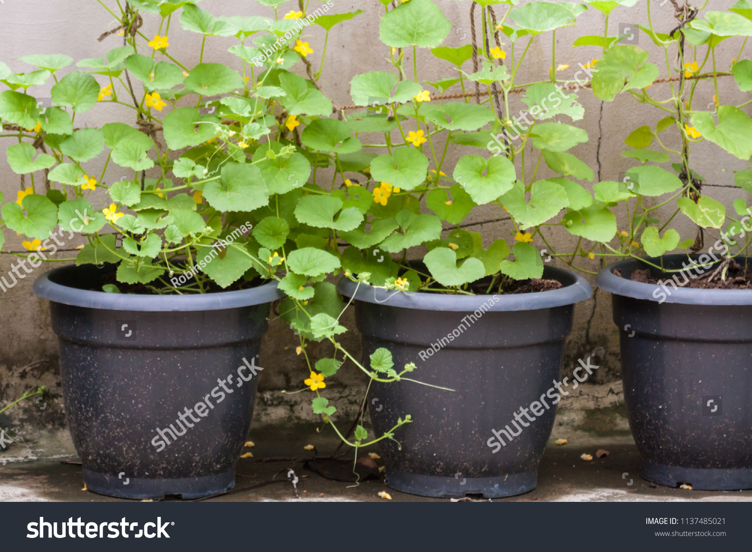 Cucumber Plants Cultivated Black Plastic Pots Stock Photo Edit