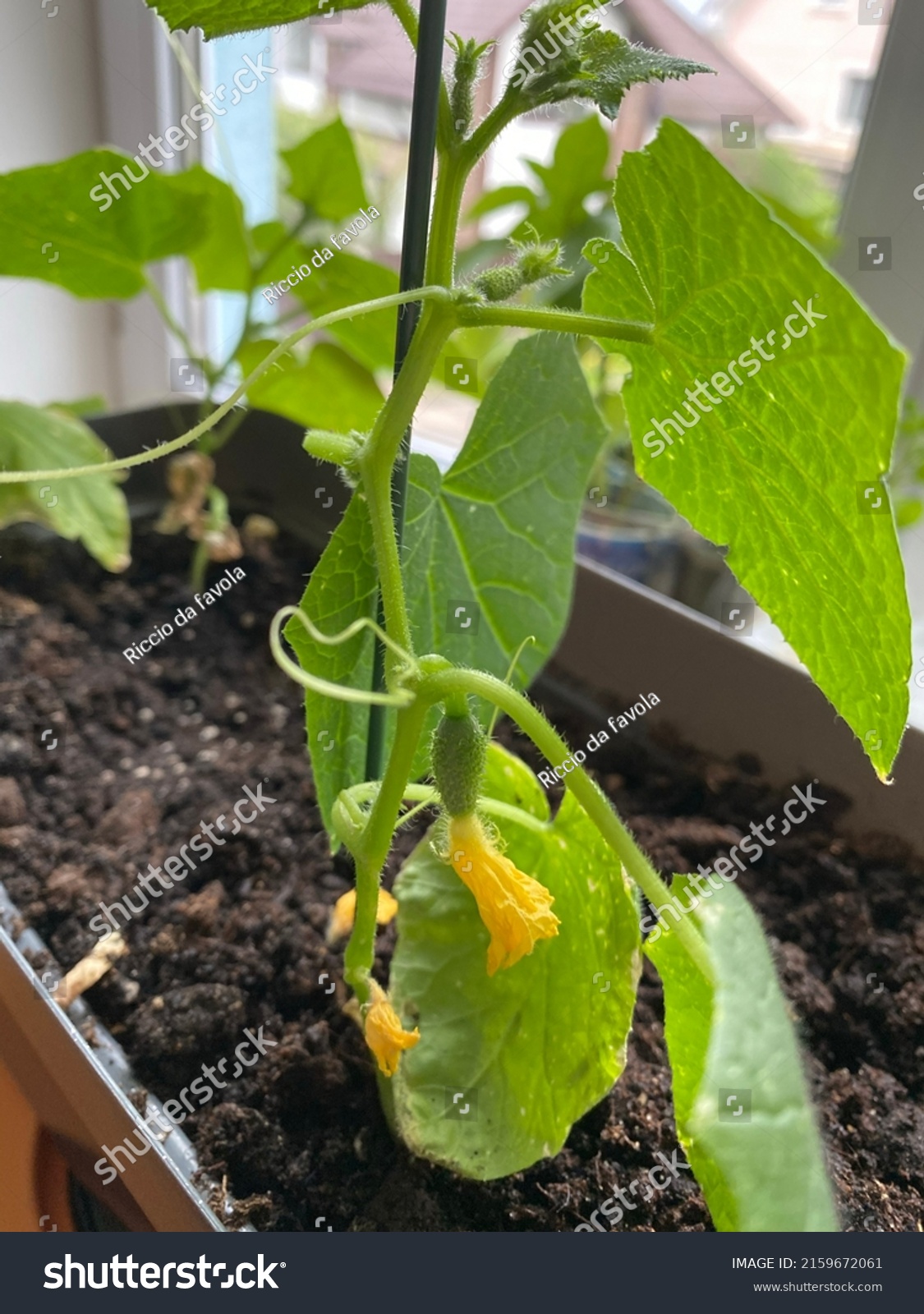 Cucumber Wattle Growing Cucumber Seedling Grow Stock Photo 2159672061 ...