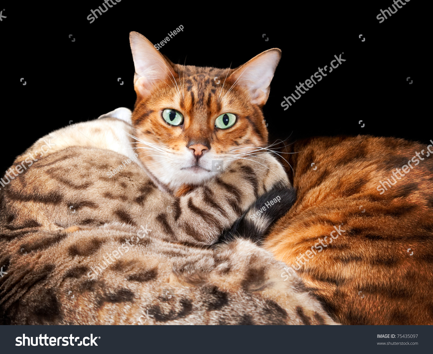 Cuddling Bengal Cats Embrace Look Towards Stock Photo (Edit Now) 75435097