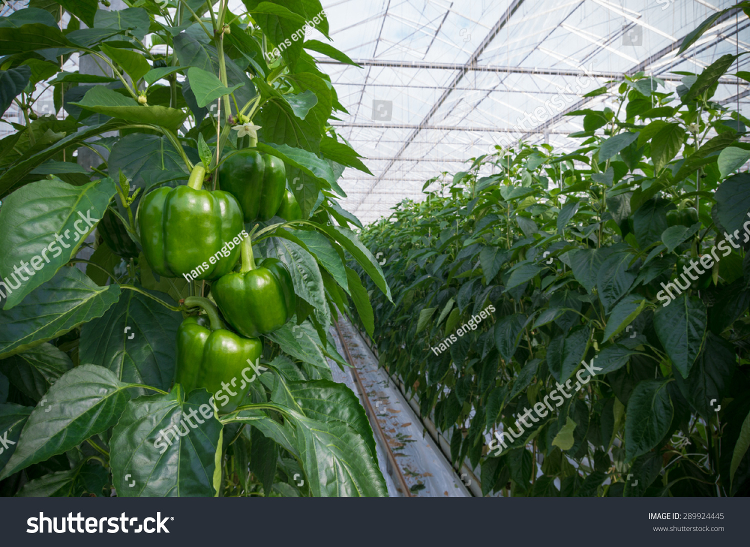 Cultivation of bell pepper Cultivation of bell pepper