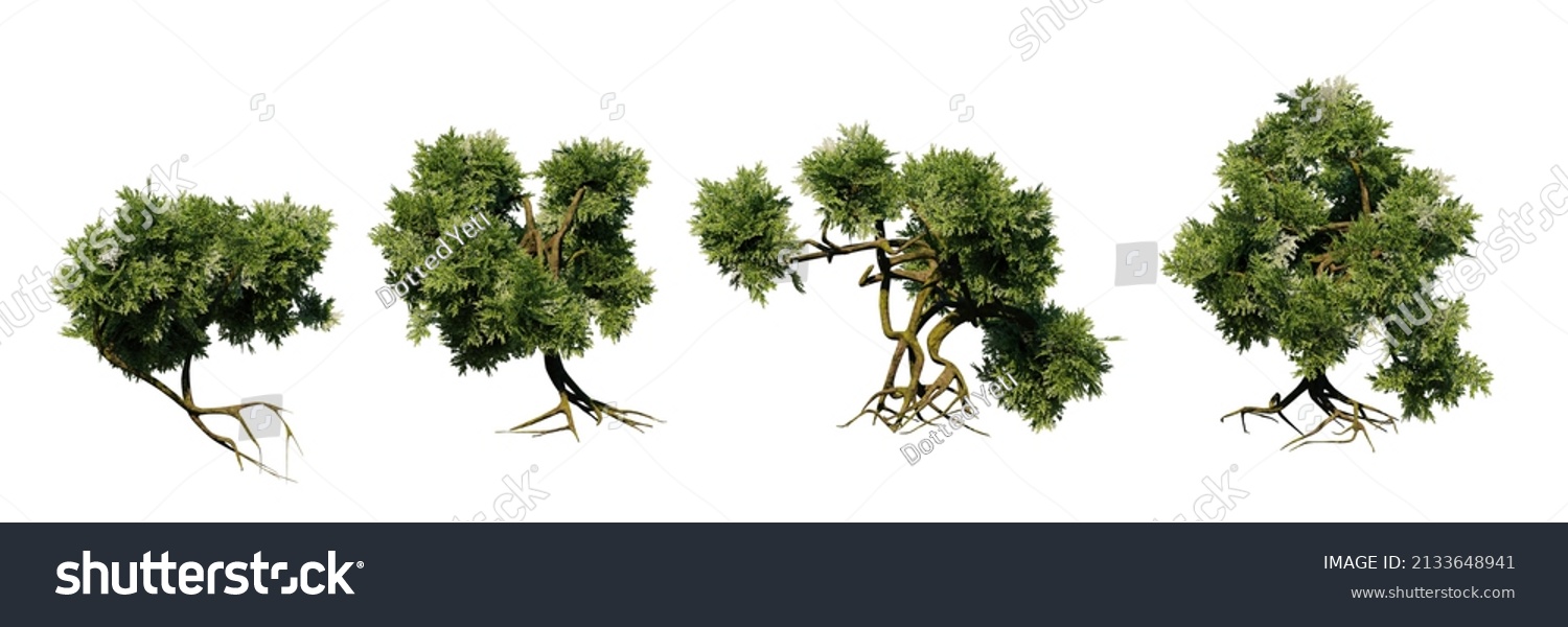 Cupressus Bushes Roots Set Small Plants Stock Illustration 2133648941