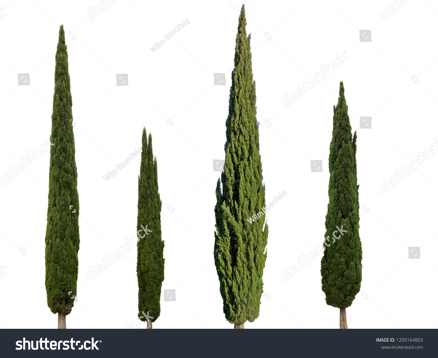 108,630 Cypress trees Images, Stock Photos & Vectors | Shutterstock