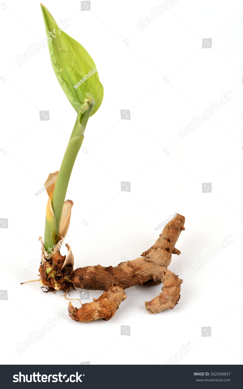 66 Curcuma sp Images, Stock Photos & Vectors | Shutterstock