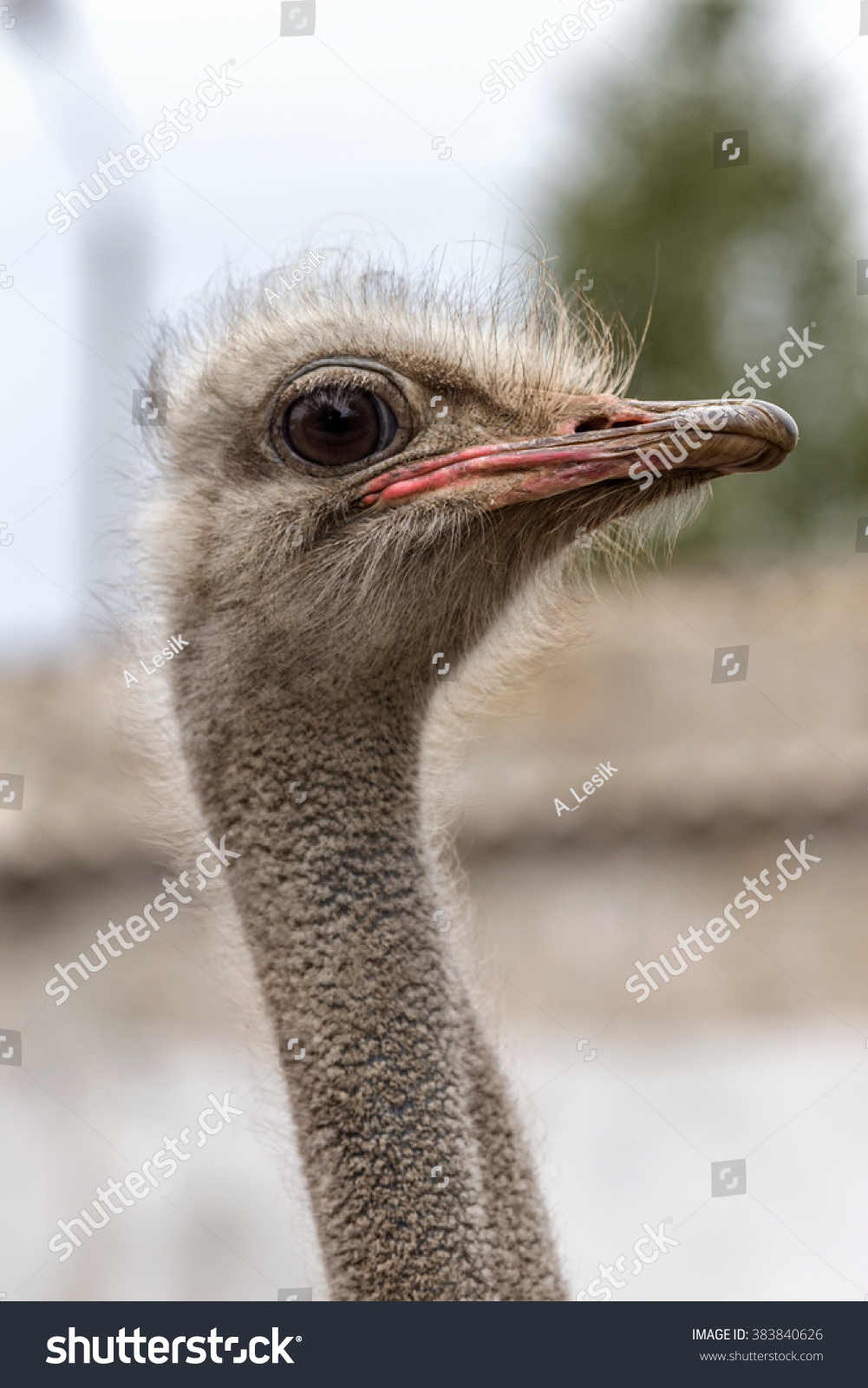 Russian Ostrich - ostrich farm (Moscow region) Russian Ostrich - ostrich farm (Moscow region)