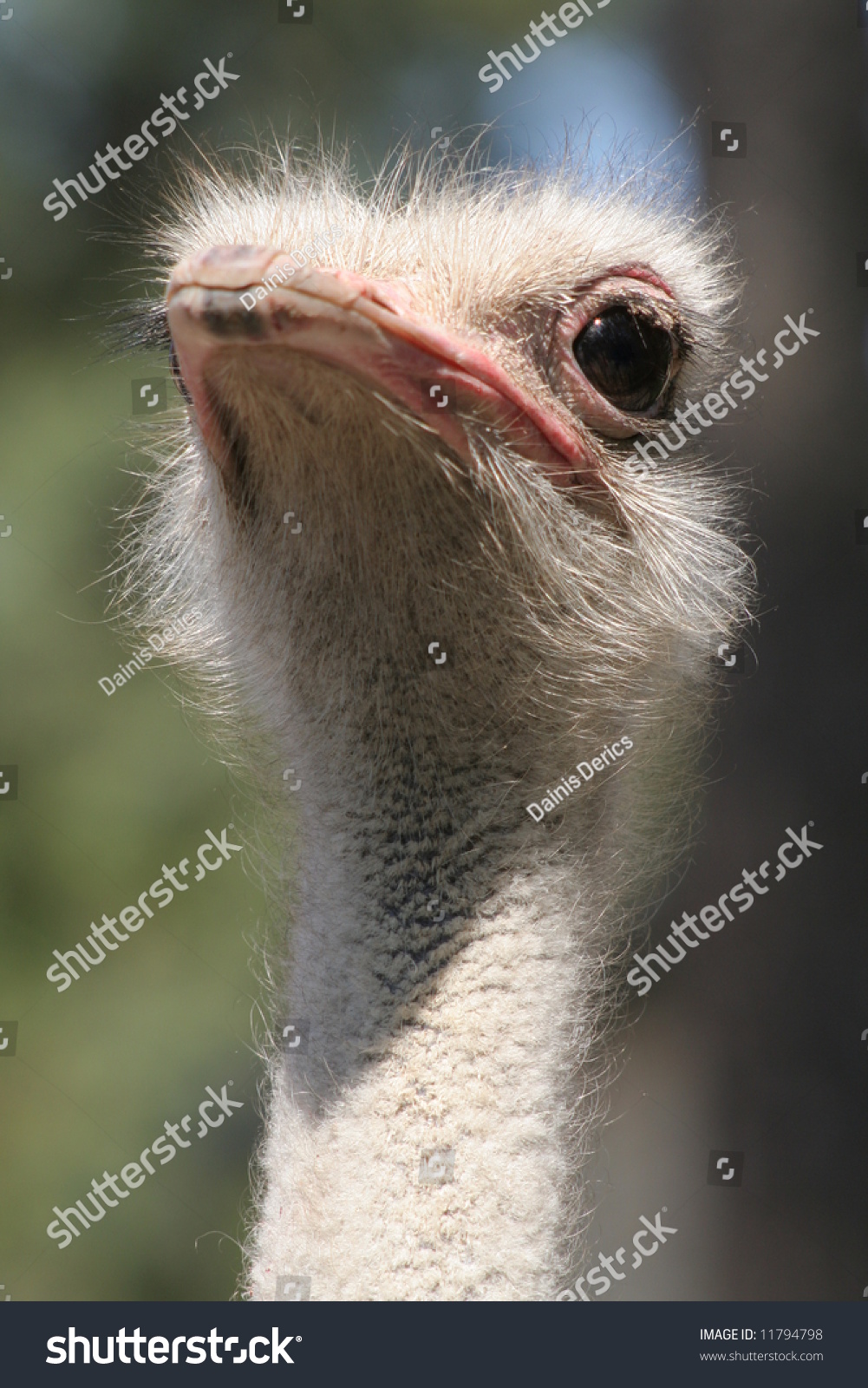 Russian Ostrich - ostrich farm (Moscow region) Russian Ostrich - ostrich farm (Moscow region)