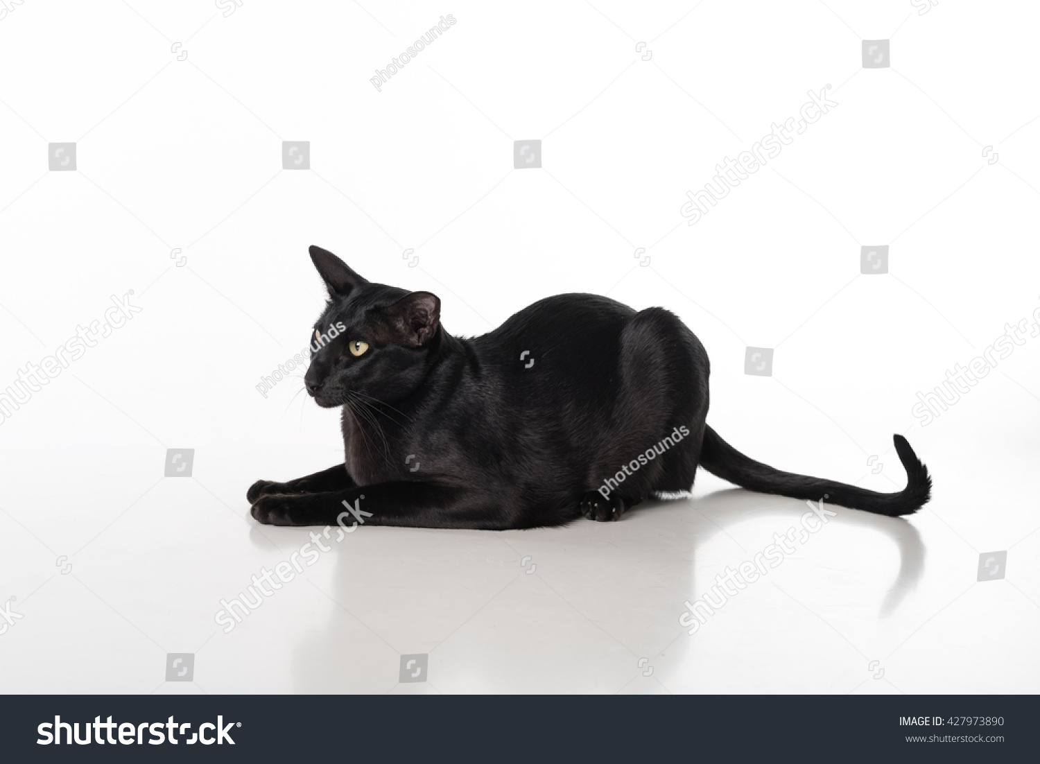 Curious Black Oriental Shorthair Cat Lying Stock Photo Edit Now