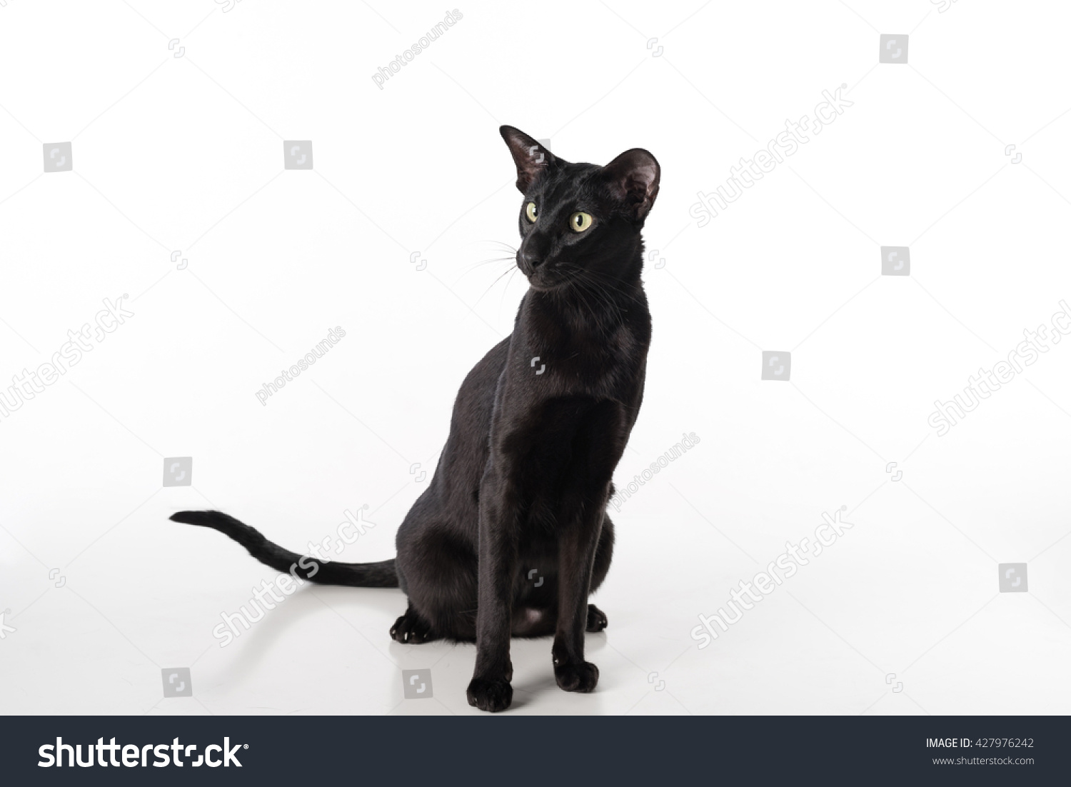 Curious Black Oriental Shorthair Cat Sitting Stock Photo Edit Now