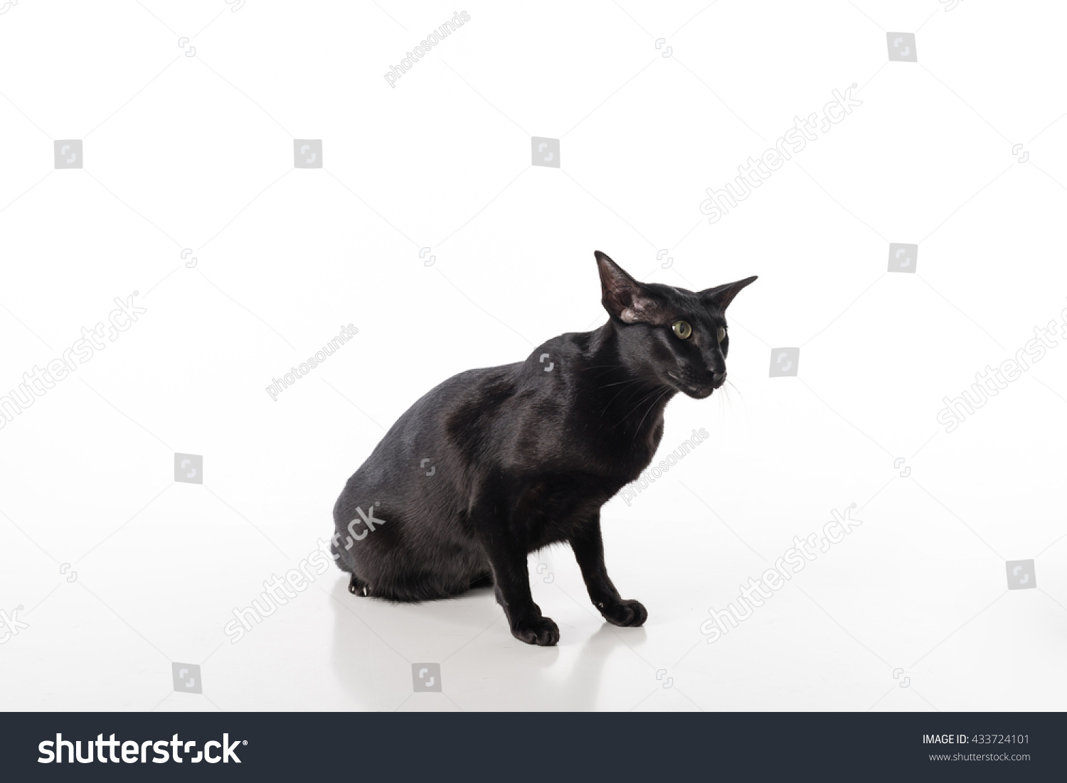 Curious Black Oriental Shorthair Cat Sitting Stock Photo Edit Now