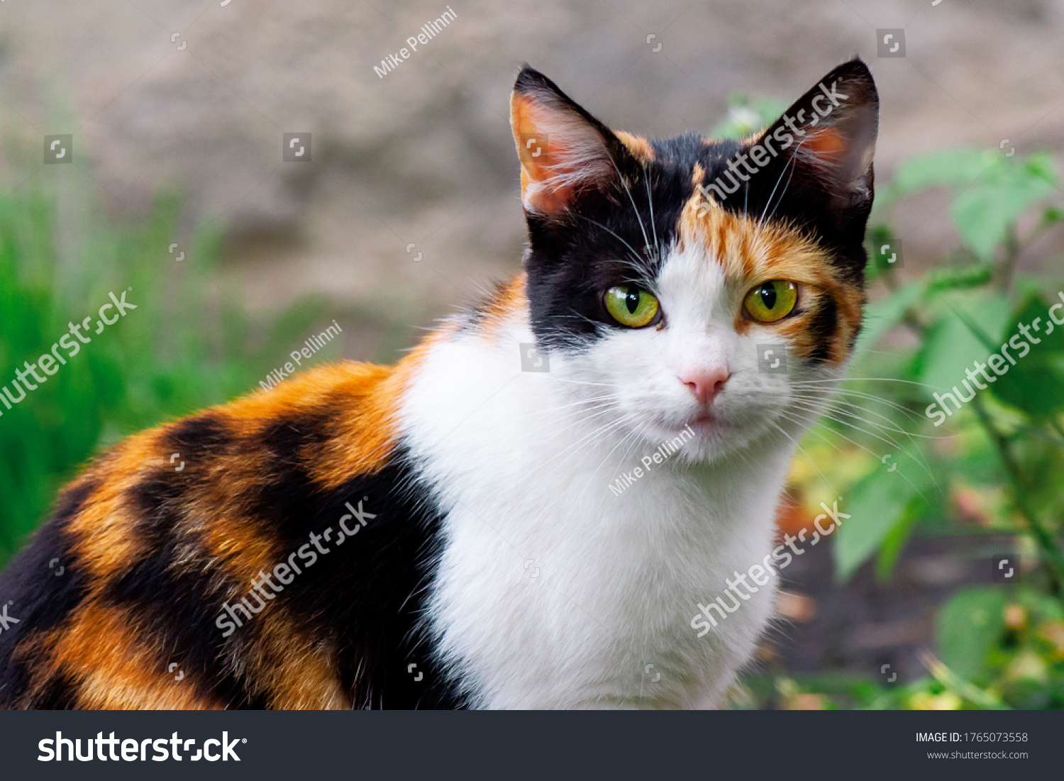 Calico cat