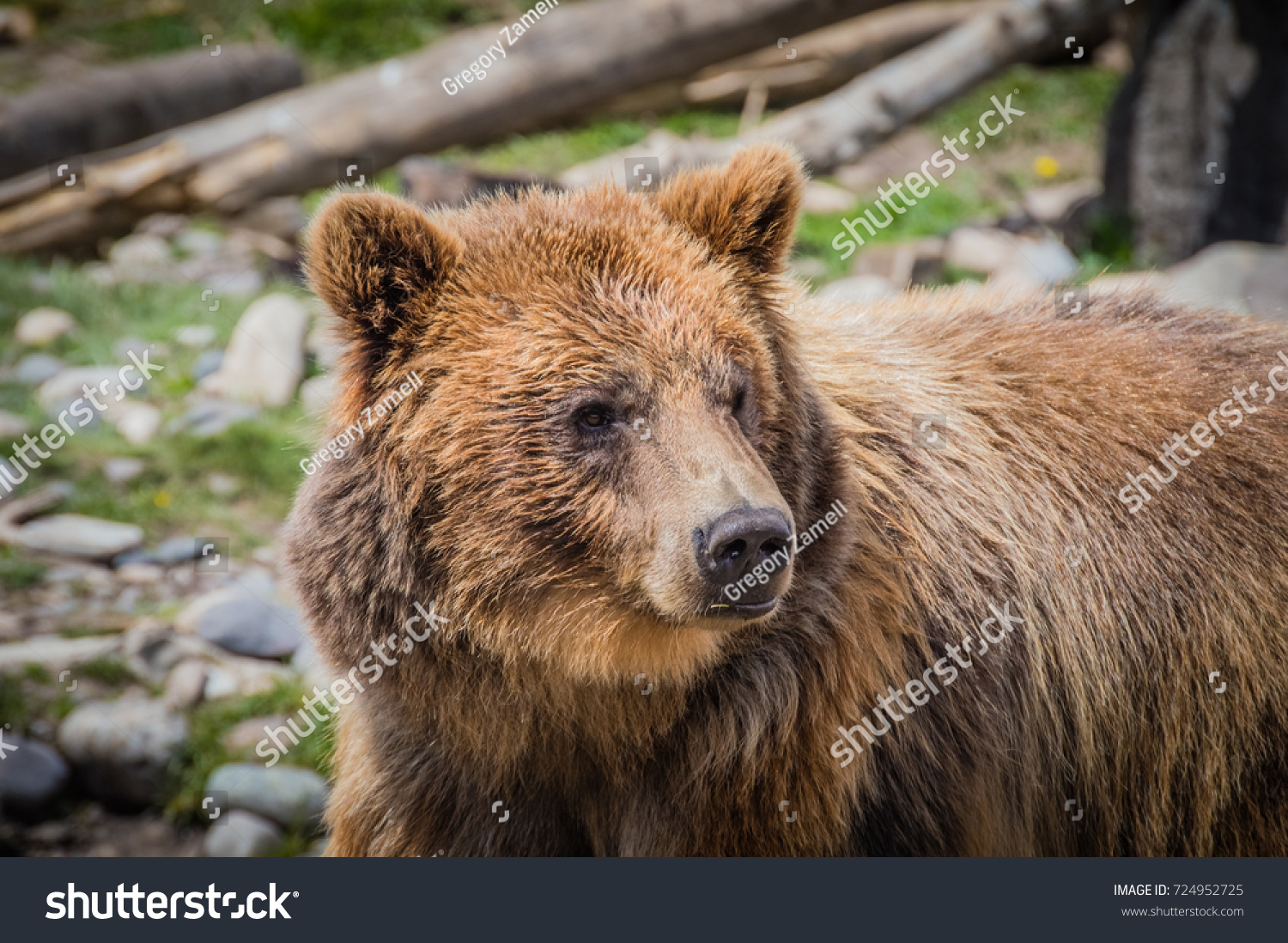 Curious Female Grizzly Bear Stock Photo (Edit Now) 724952725