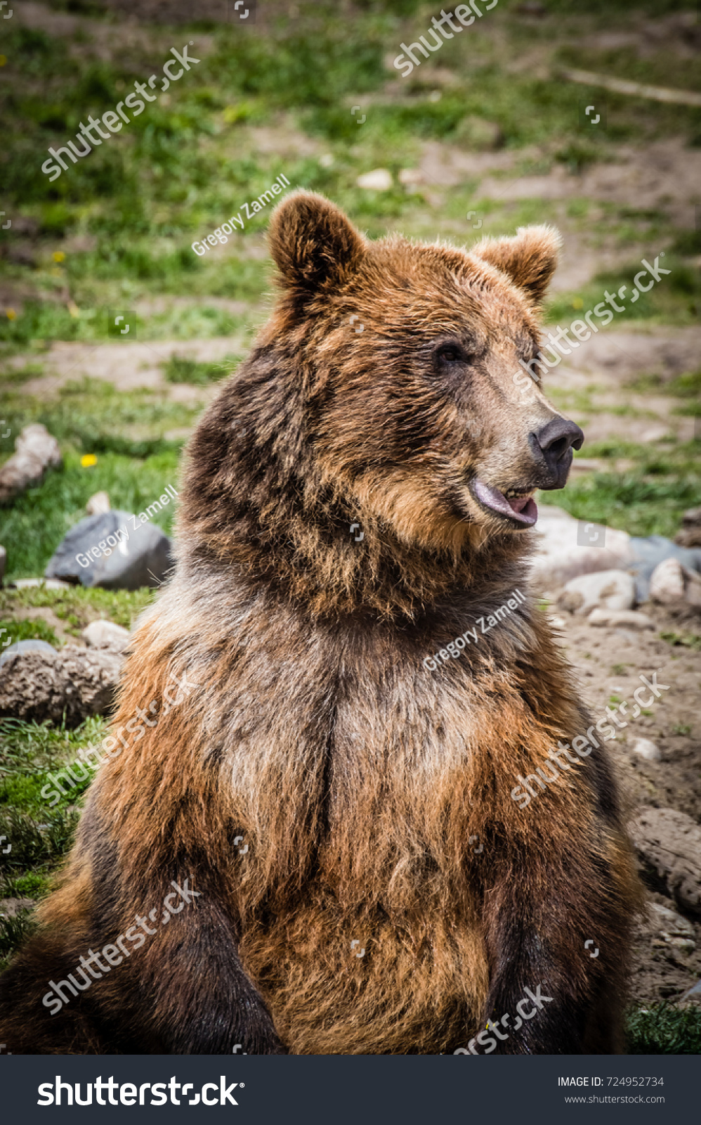 Curious Grizzly Bear Stock Photo 724952734 | Shutterstock