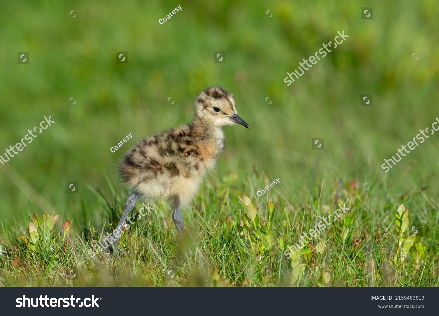 414 Curlew chick Images, Stock Photos & Vectors | Shutterstock