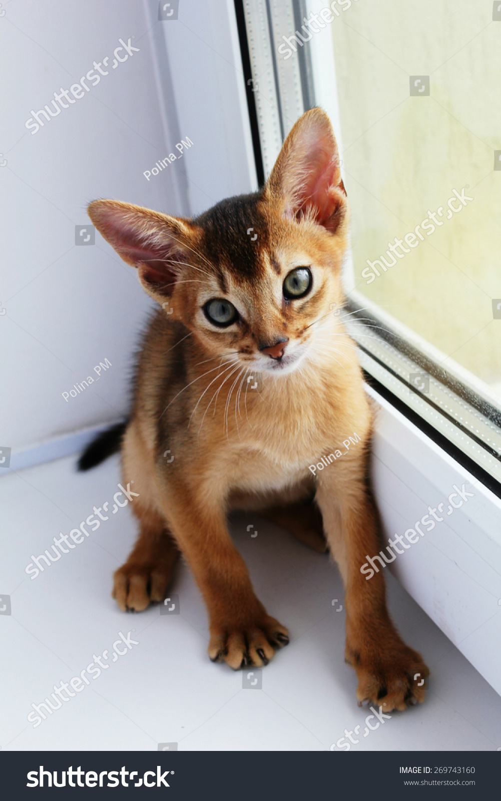 Cute Abyssinian Kitten Big Ears Looking Stock Photo 269743160 ... Cute Abyssinian Kitten Big Ears Looking Stock Photo 269743160 ...