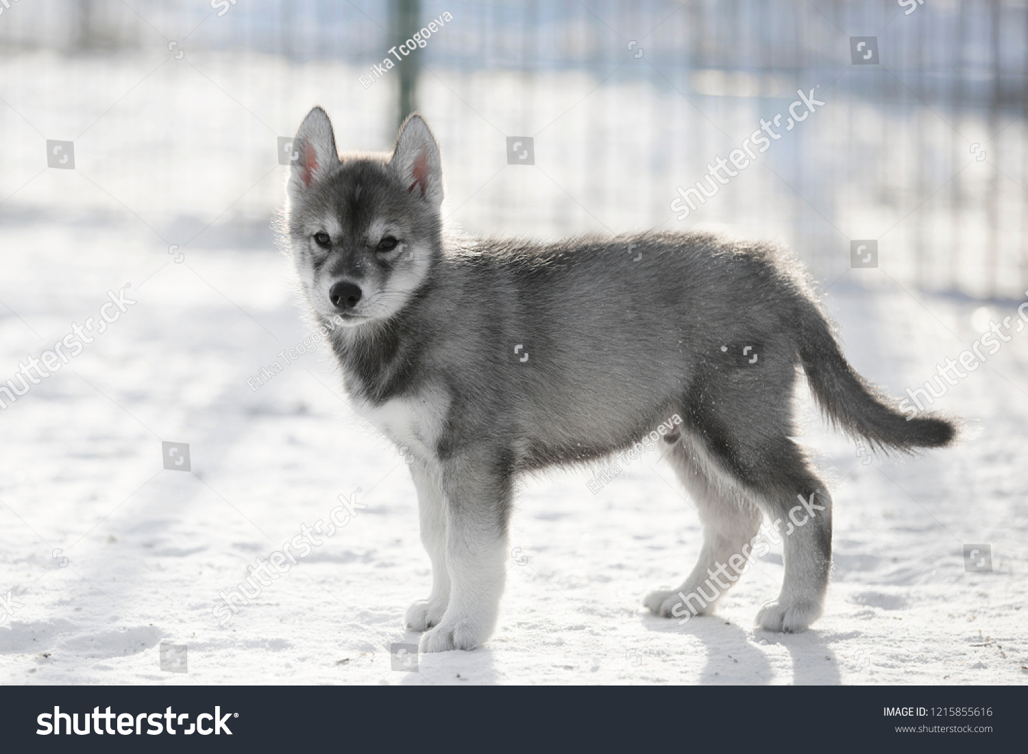Cute Agouti Siberian Husky Puppies Animals Wildlife Stock Image 1215855616