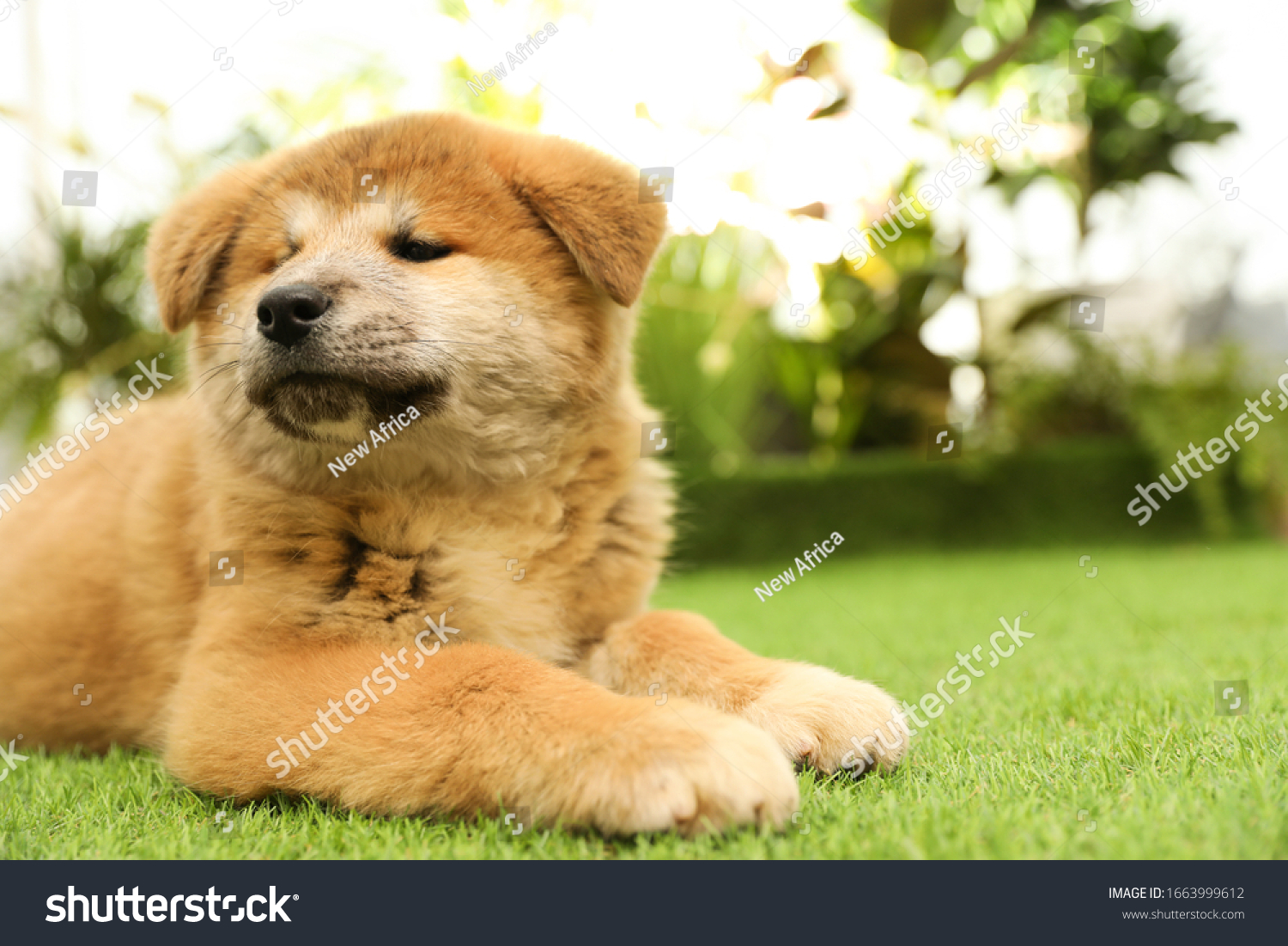 Cute Akita Inu Puppy On Green Stock Photo Edit Now