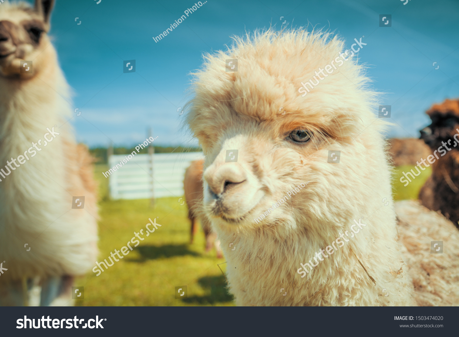 Cute Alpaca Farm Stock Photo Edit Now