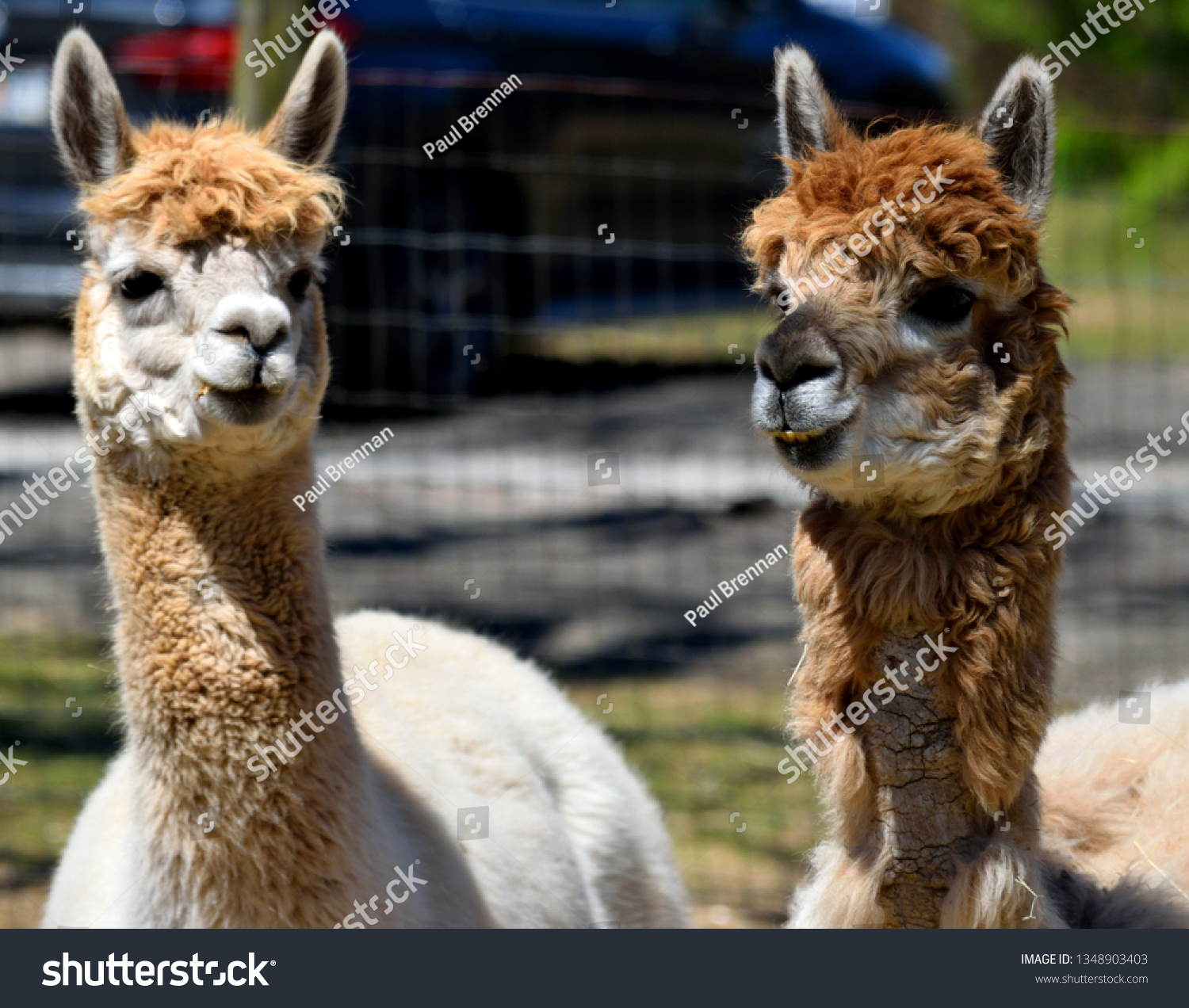 Cute Alpacas Farm Rural Georgia Usa Stock Photo Edit Now